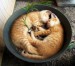 cosy cats